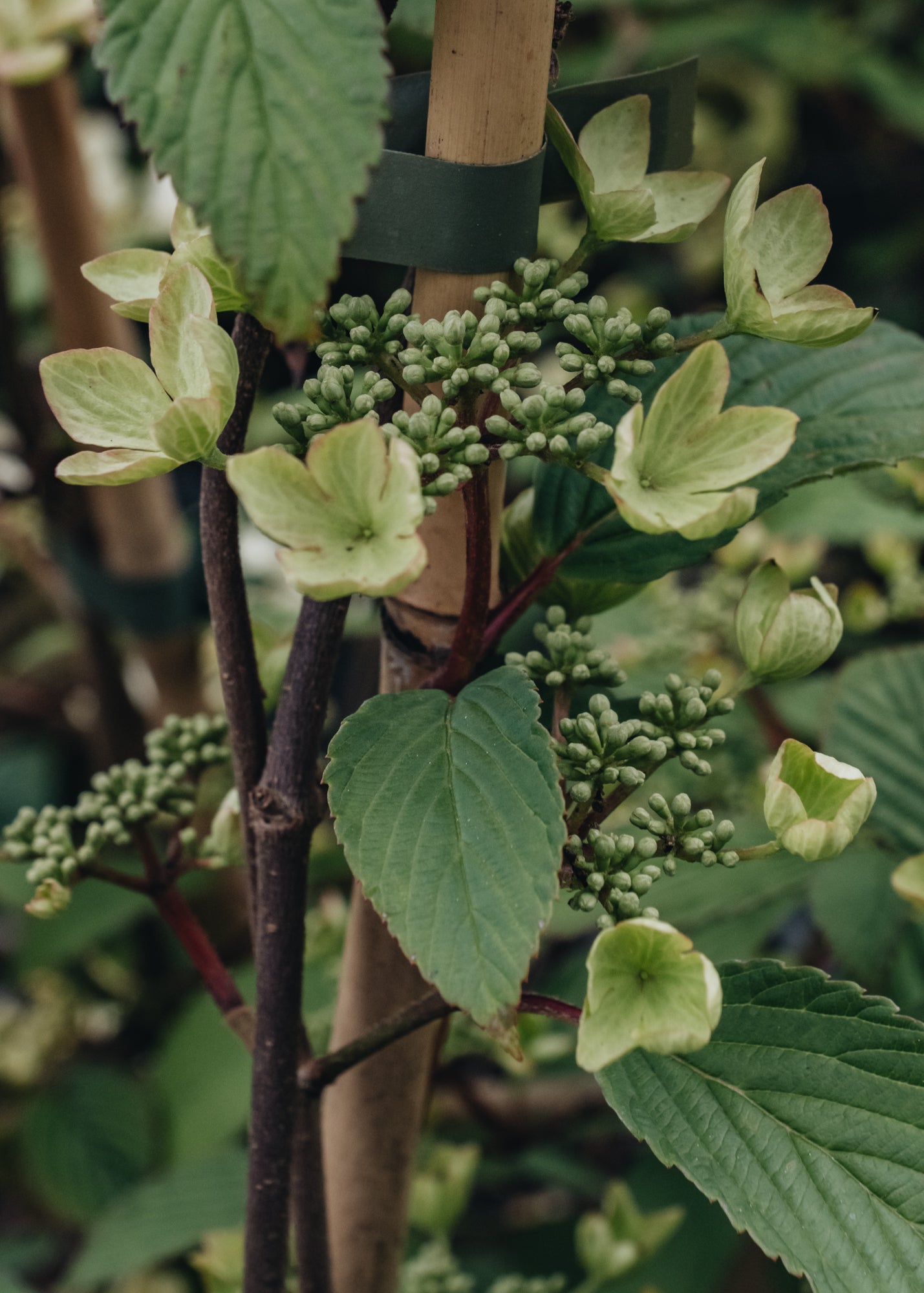 Viburnum plicatum f. tomentosum Kilimanjaro Sunrise