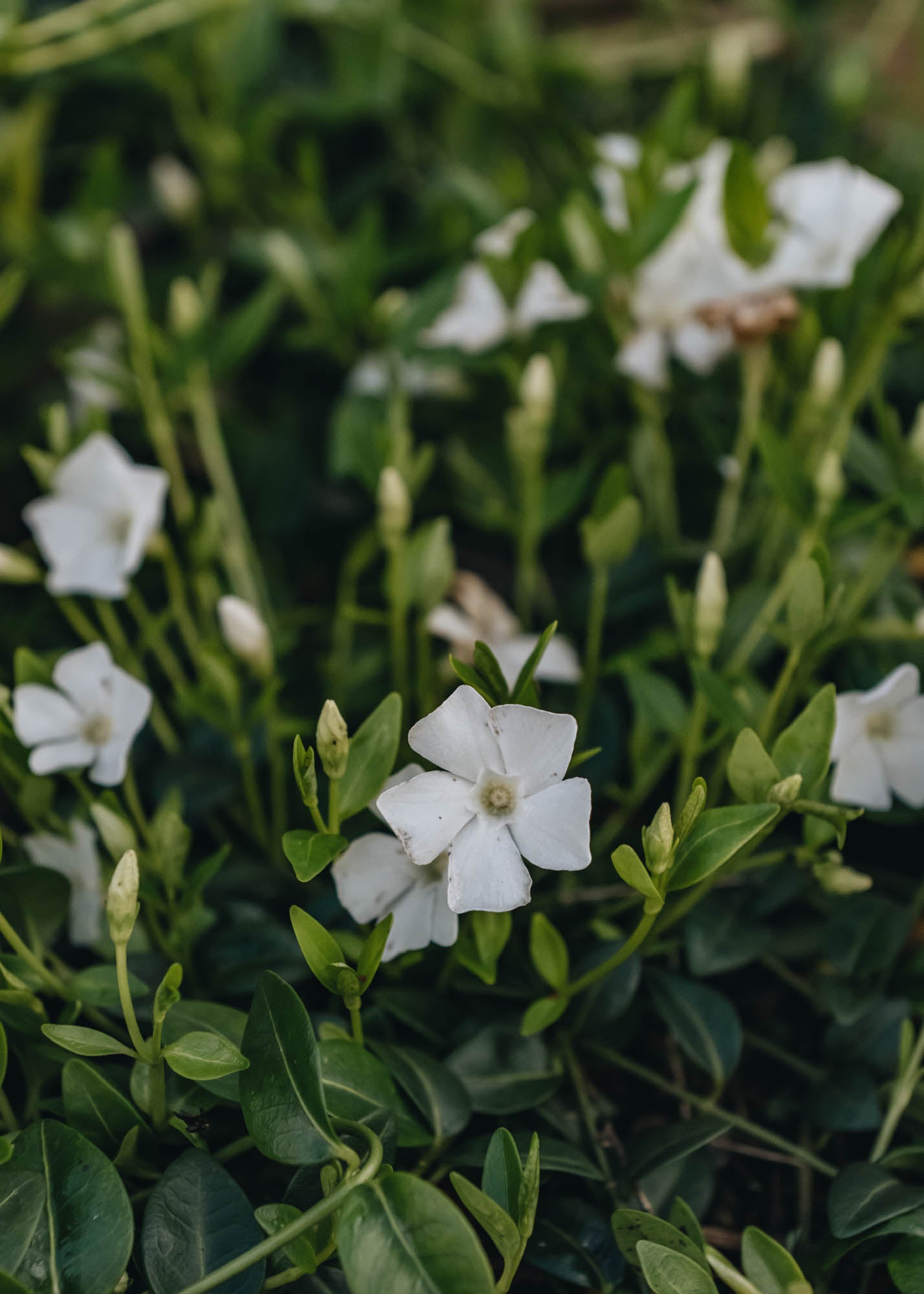 Vinca Gertrude Jekyll 2L