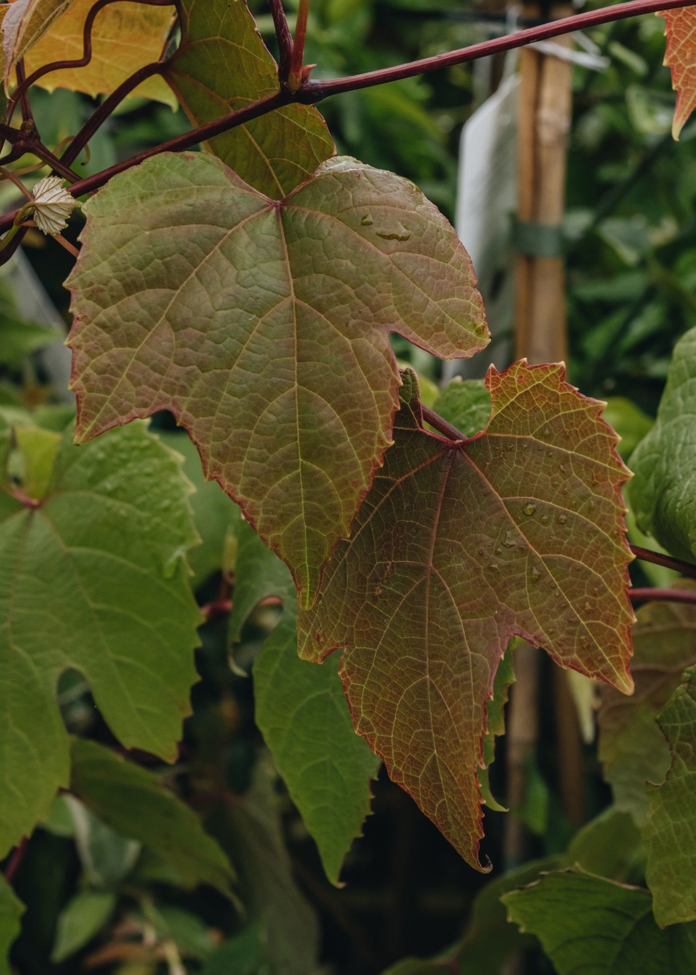 Spiraea Vitis Coignetiae Claret Cloak, 3L