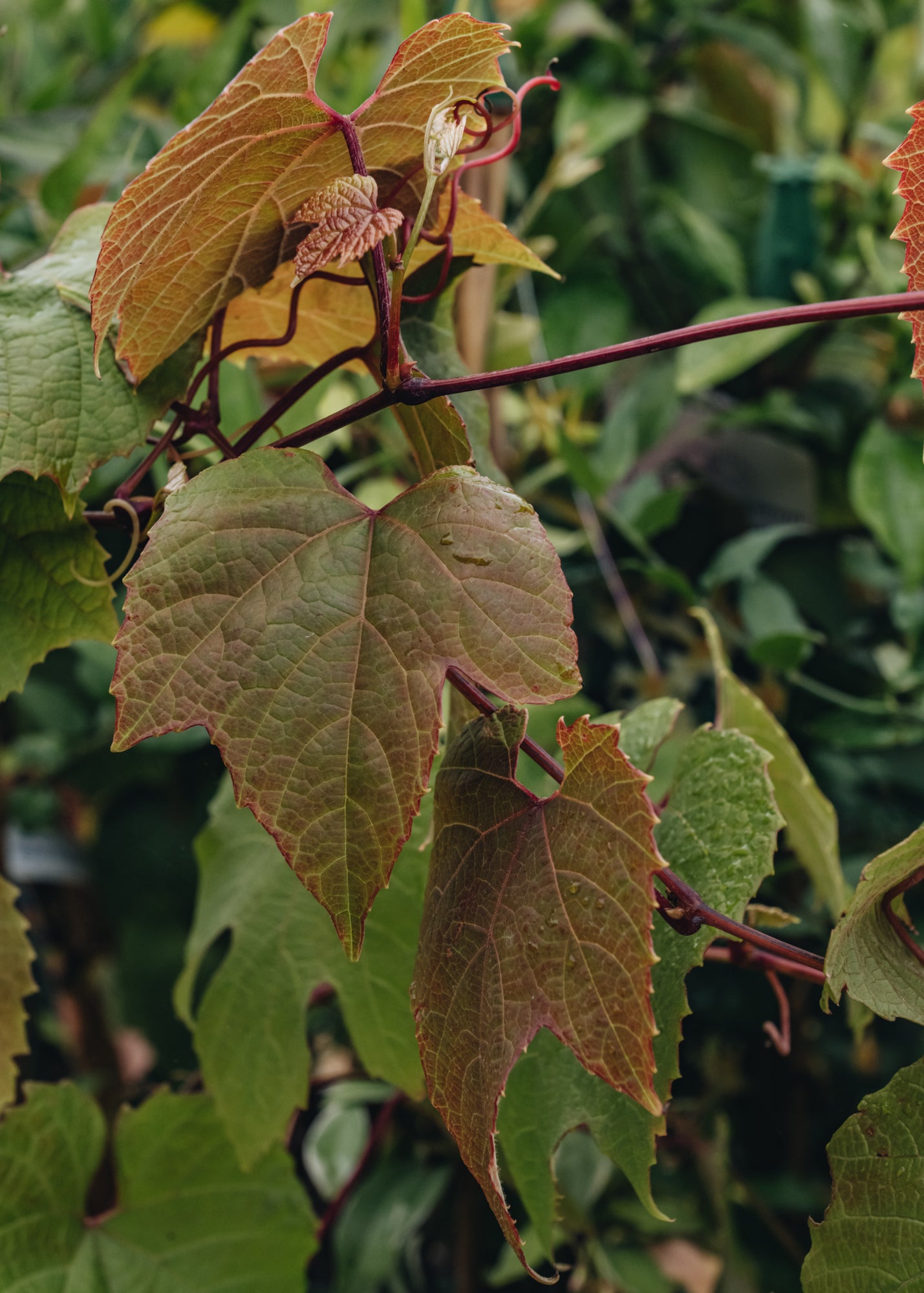 Vitis Vitis Coignetiae Claret Cloak, 3L