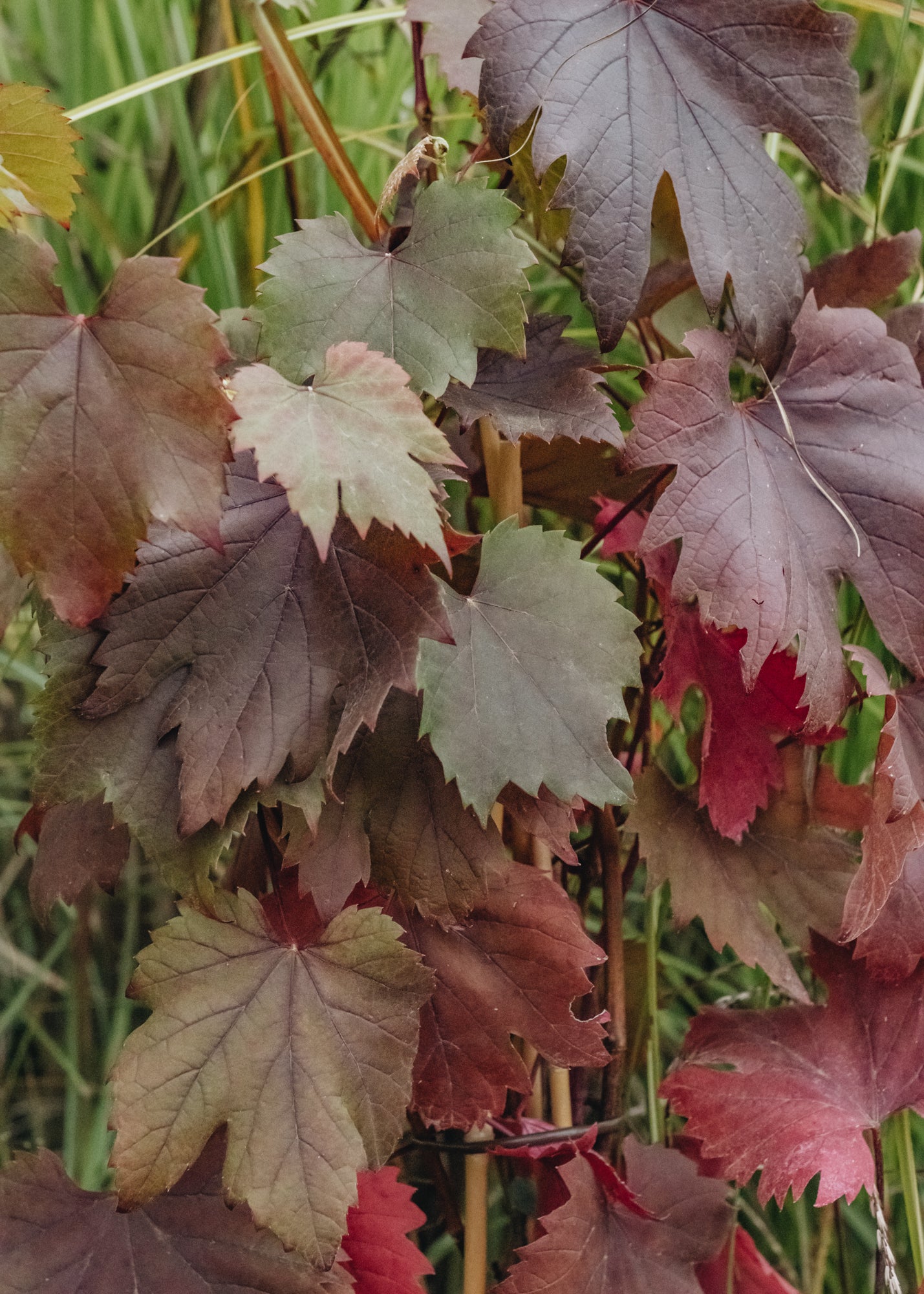 Dryopteris Vitis Vinifera Spetchley Red, 3L