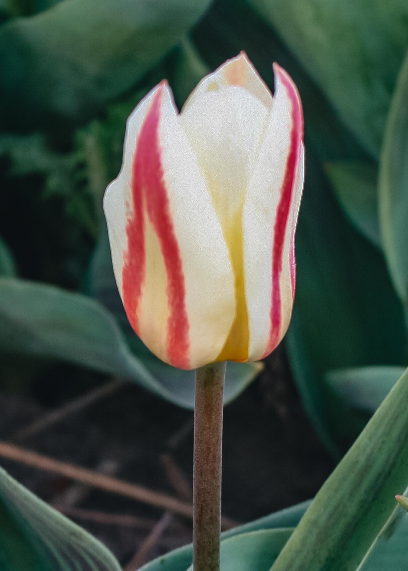 Tulipa White Fire Bulbs