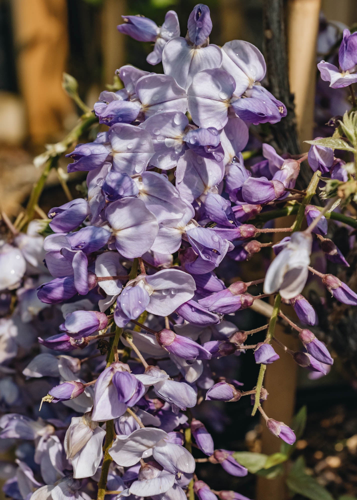 Wisteria Caroline