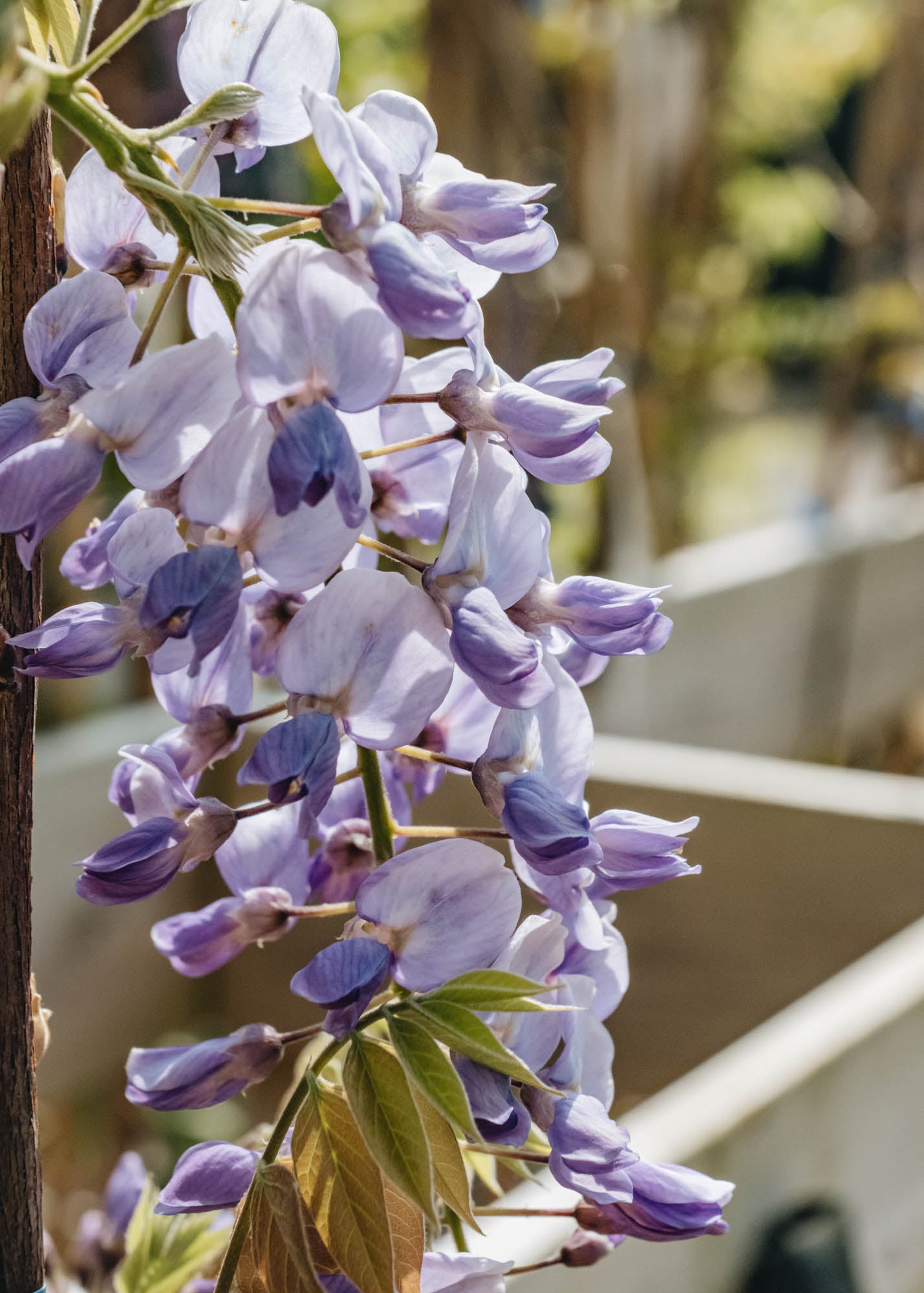 Wisteria Caroline