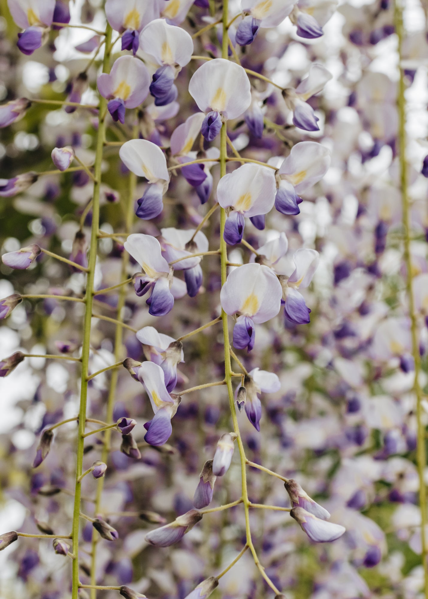 Wisteria formosa Issai