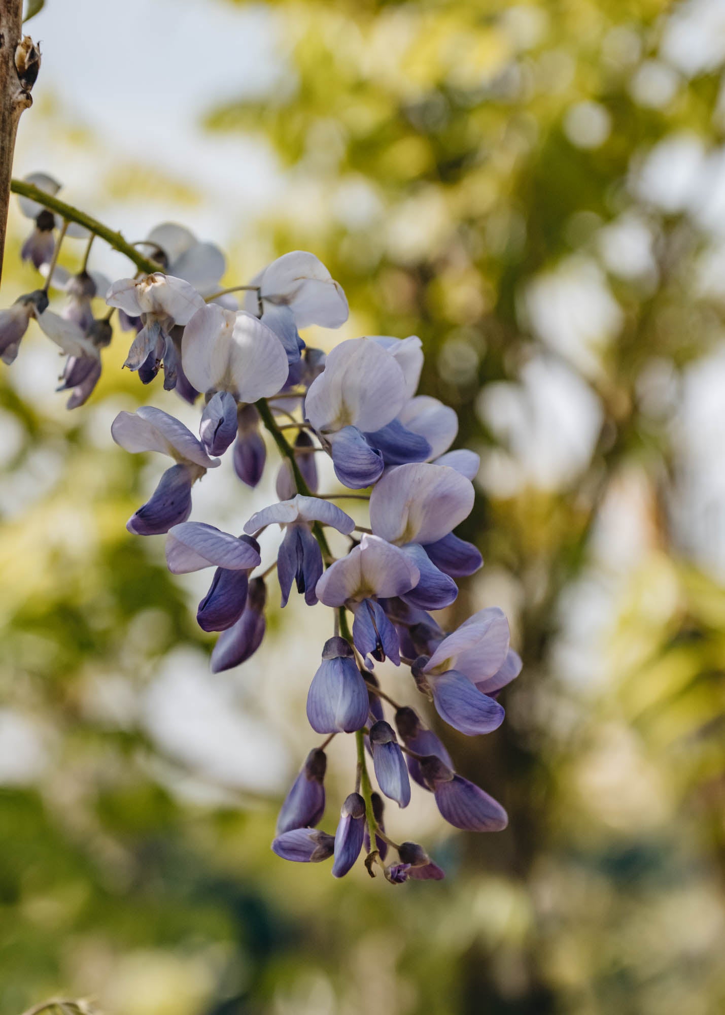 Wisteria sinensis