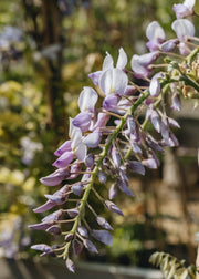 Wisteria x venusta Grande Diva Barbara