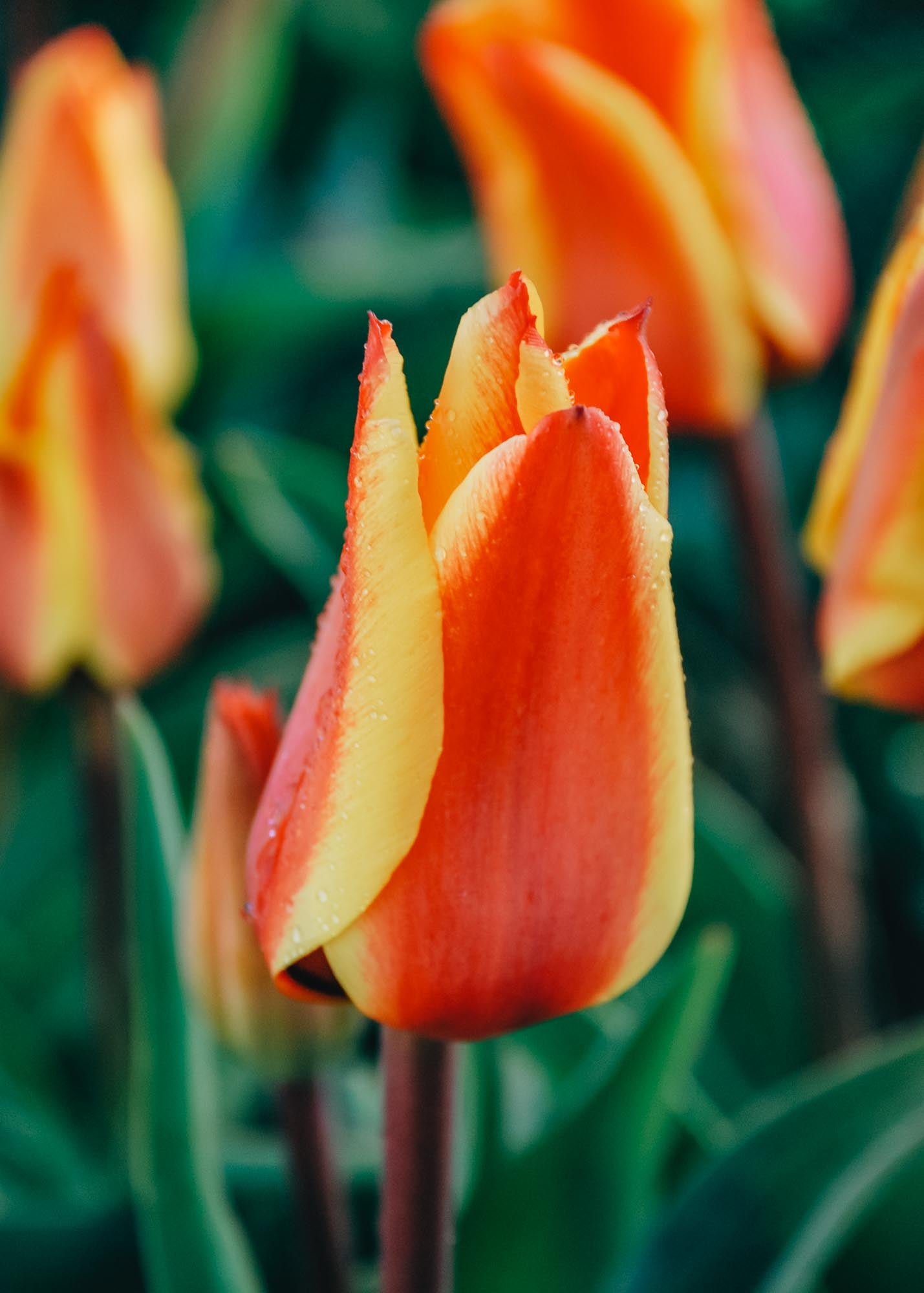 Tulipa Cape Cod Bulbs