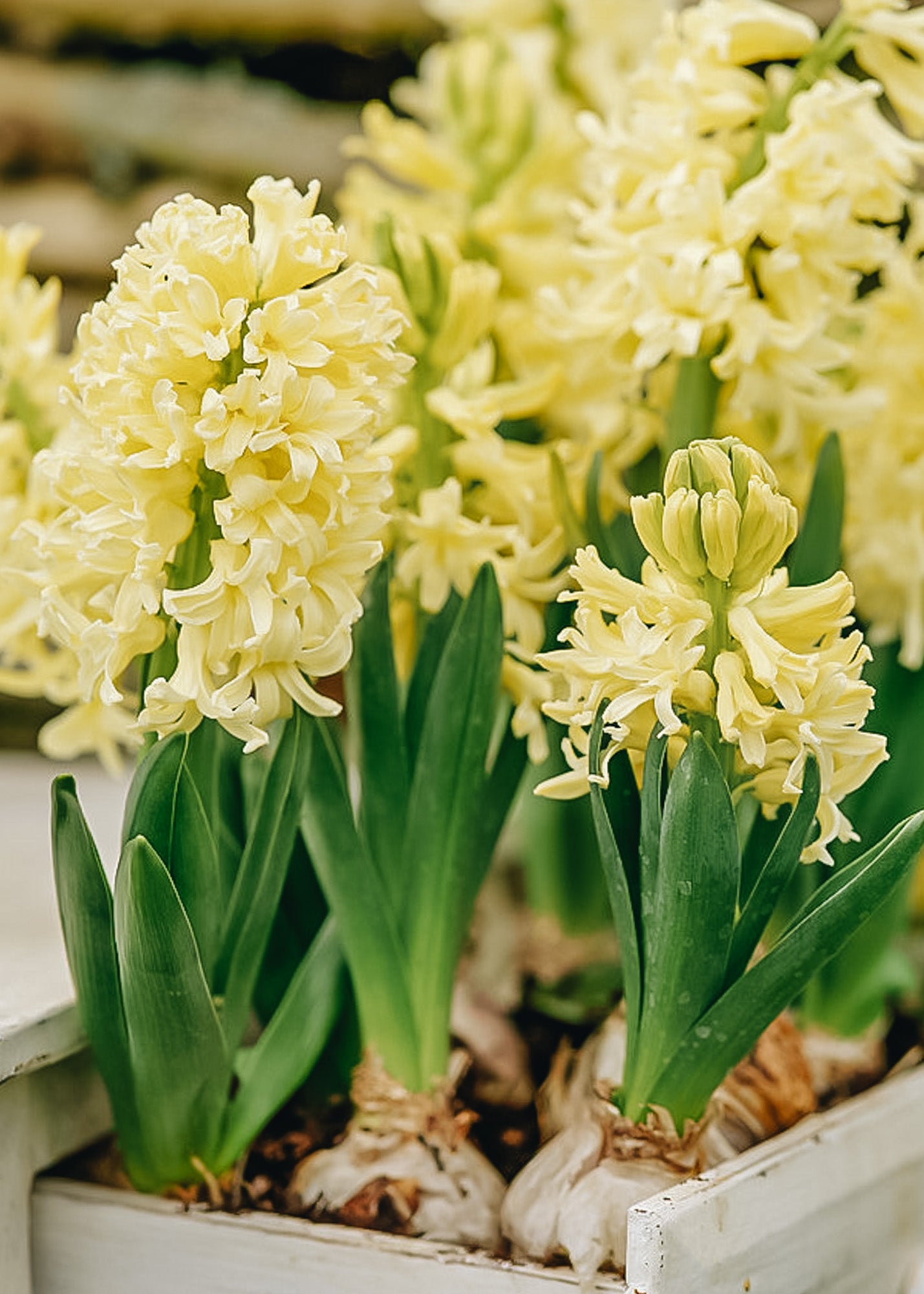 Indoor Hyacinth City of Haarlem Bulbs, pack of five