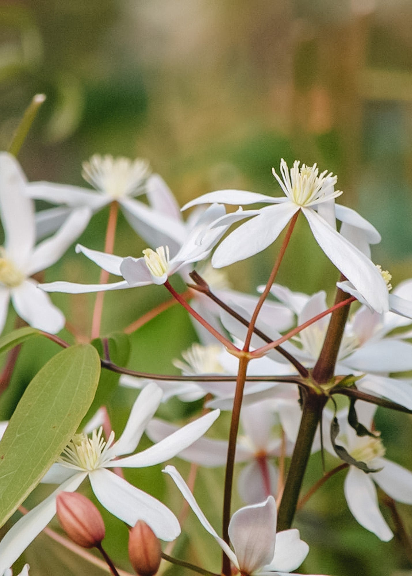 Clematis armandii Little White Charm