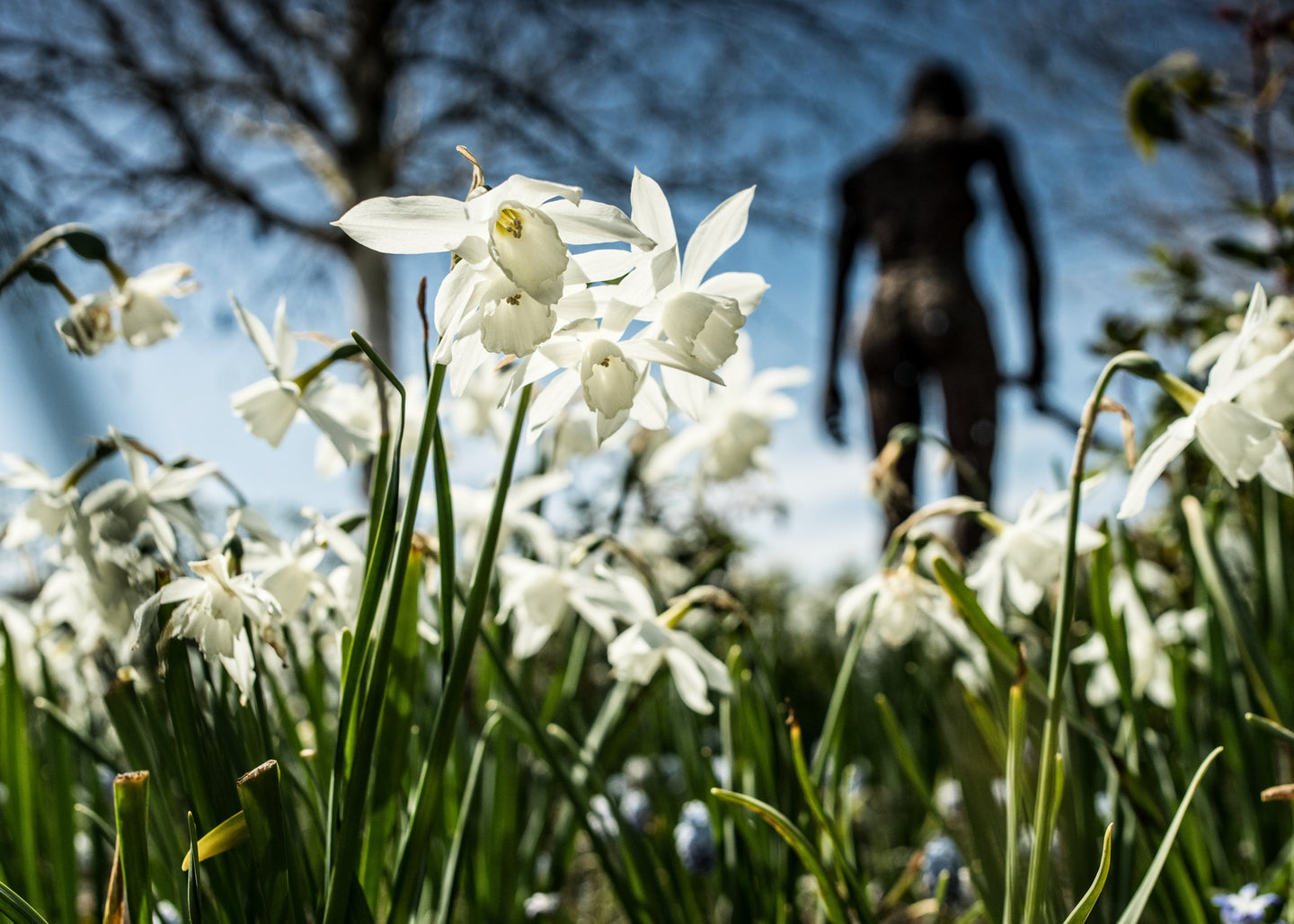 Narcissus Thalia Bulbs