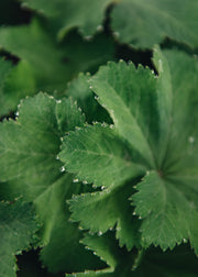 Alchemilla Mollis