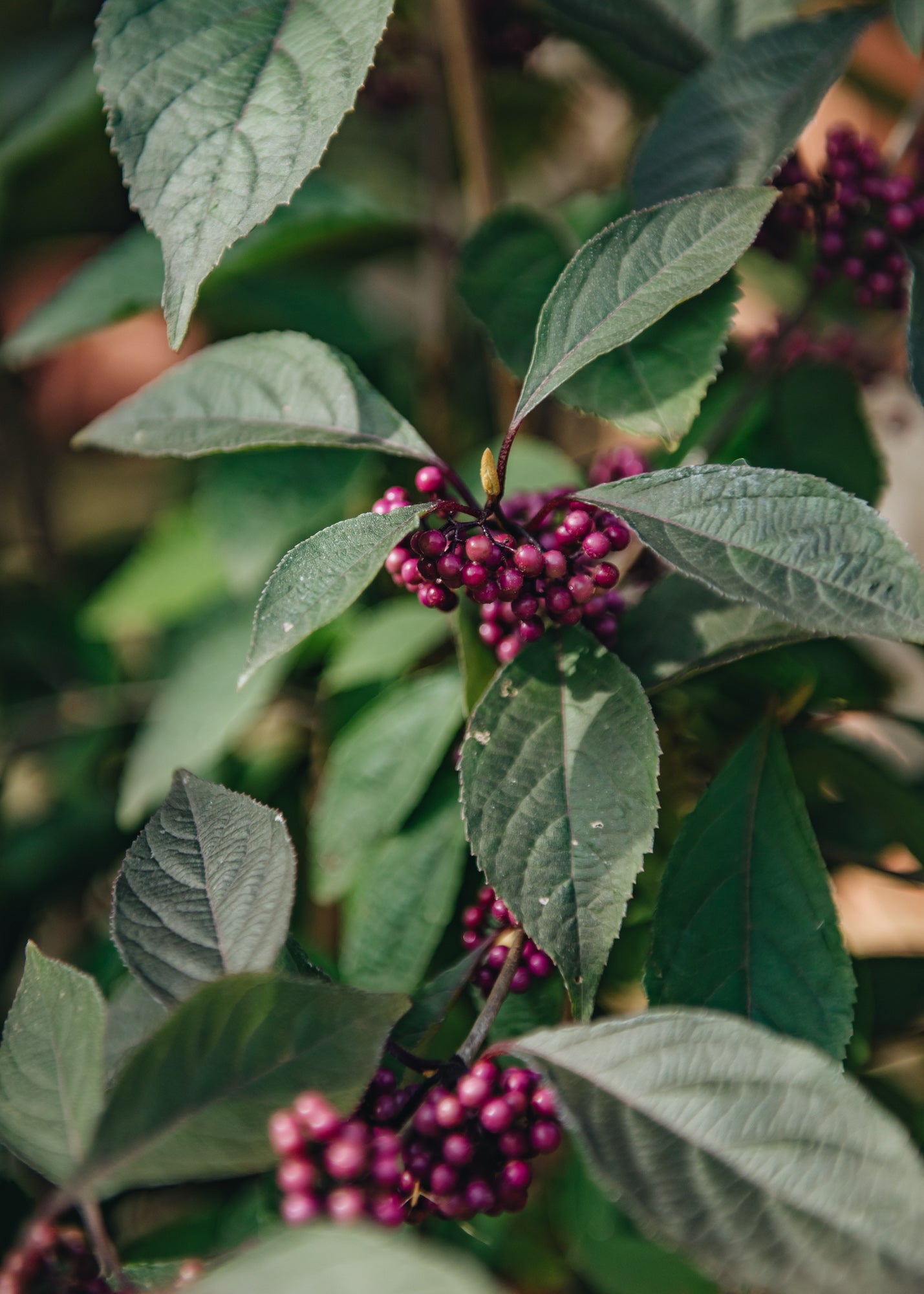 Buy Callicarpa bodinieri Profusion | Plants | Burford Garden Co.