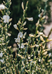 Cytisus Cytisus praecox albus, 3L