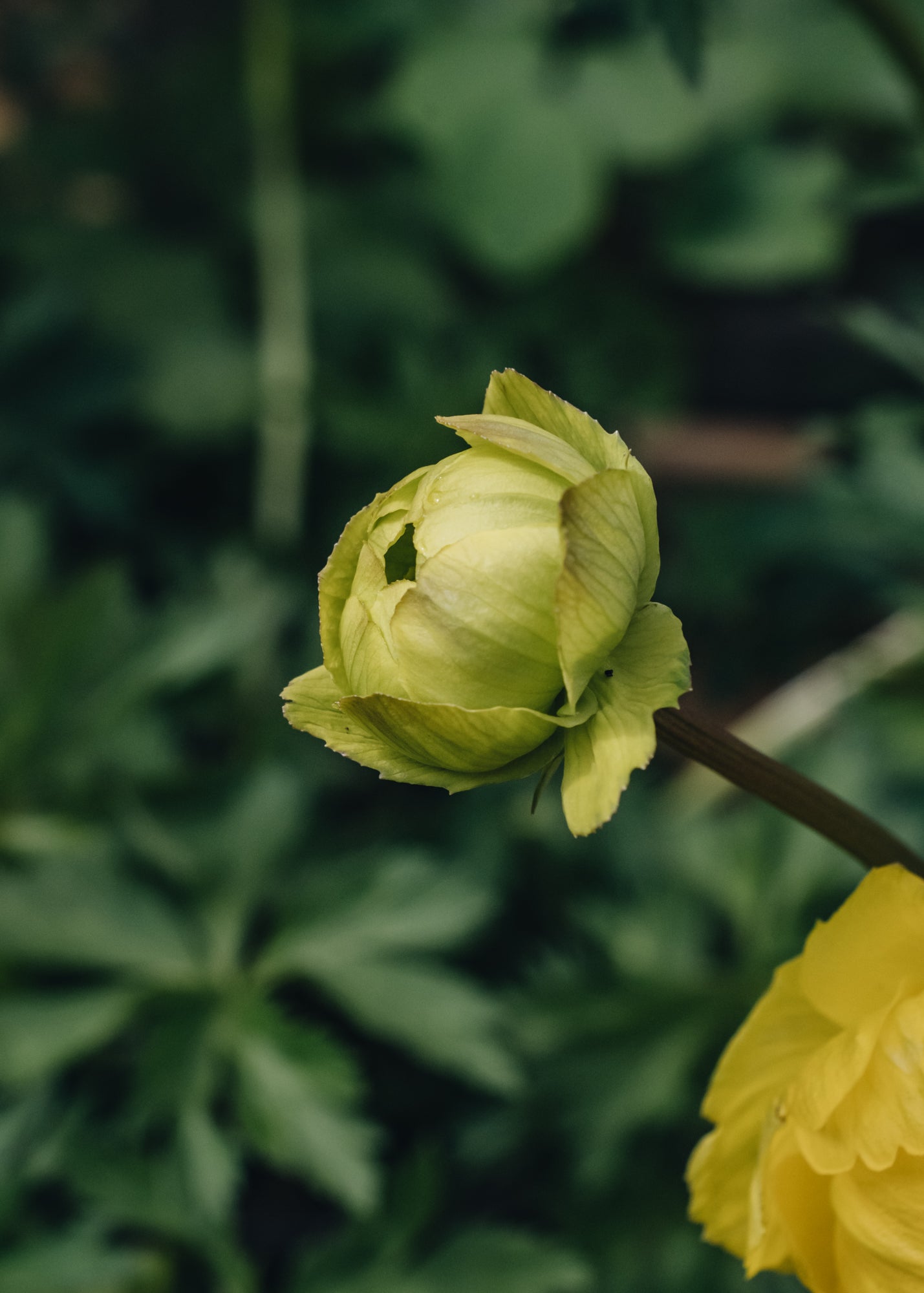 Trollius Trollius Lemon Queen