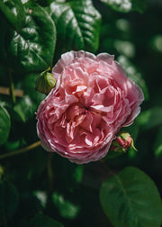 David Austin Strawberry Hill Rose